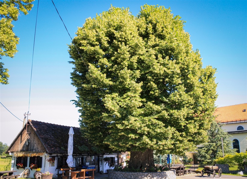 Gupčeva lipa