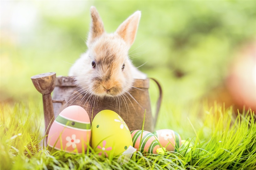 bunny easter basket weather eggs