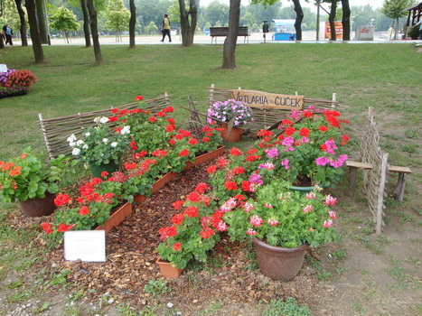 flora9